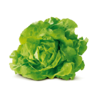 Lactuca sativa